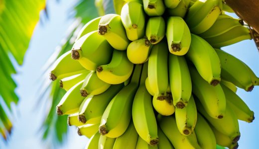 delicious-bananas-nature